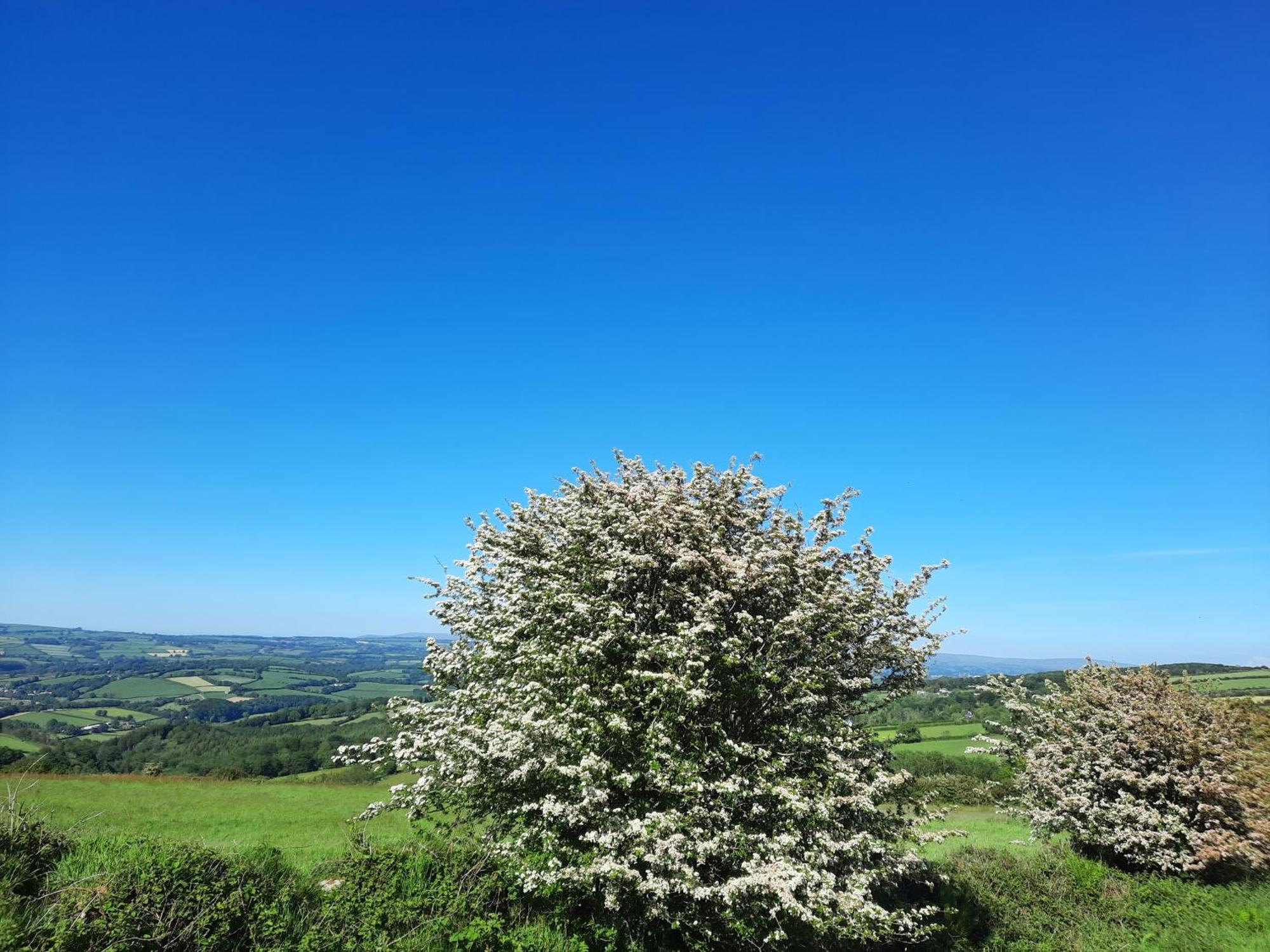 Summit Camping Kit Hill Cornwall Panoramic Views Grass Pitch From 15Pn Or Bella Bell Tent 75Pn Callington Zimmer foto